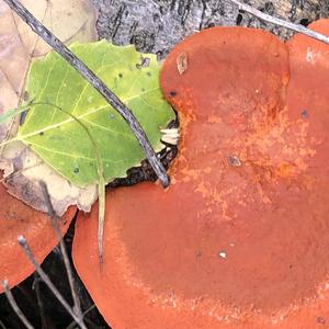 Cinnabar-red Polypore