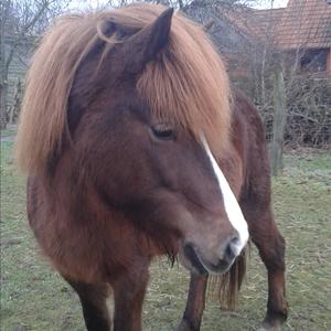 Icelandic Horse