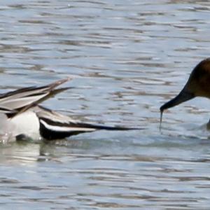 Northern Pintail