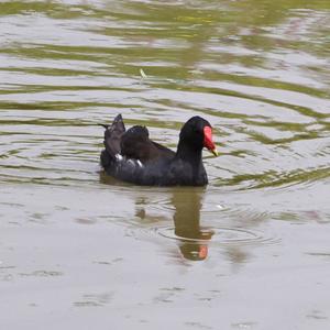 Common Moorhen