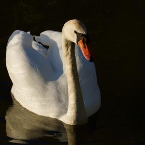 Mute Swan