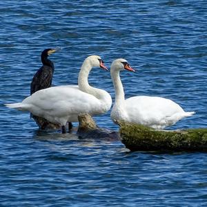 Höckerschwan