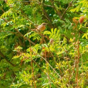 European stonechat