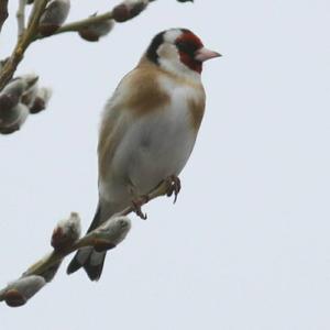 European Goldfinch