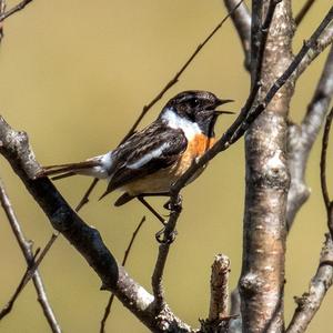 European stonechat