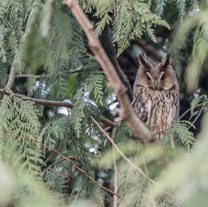 Long-eared Owl