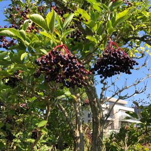 Elder (Black)