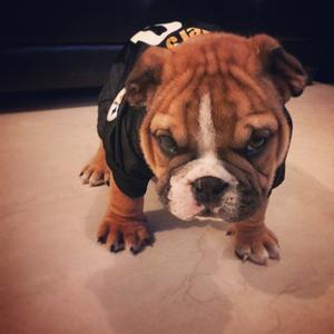 Englische Bulldogge