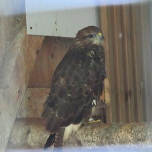 Common Buzzard