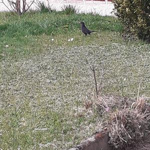 Amsel