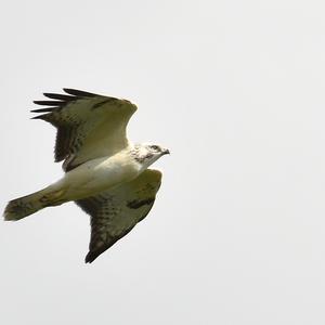 Common Buzzard