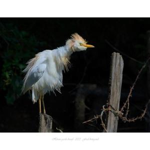 Cattle Egret