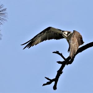 Osprey