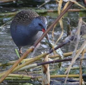 Water Rail