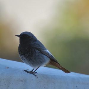 Black Redstart