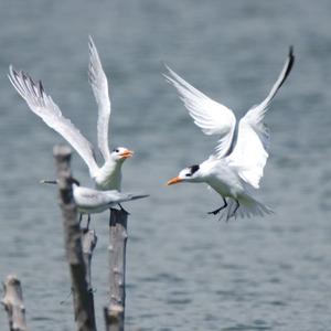 Royal Tern