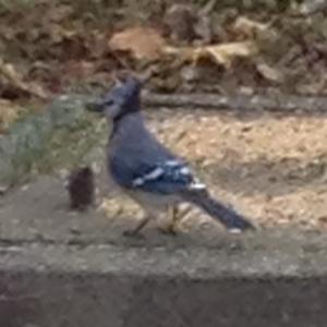 Blue Jay