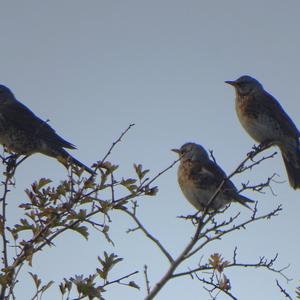 Fieldfare