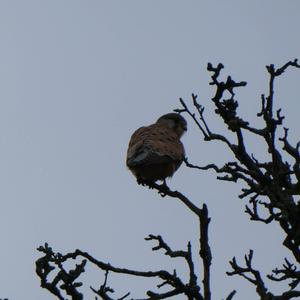 Eurasian Hobby