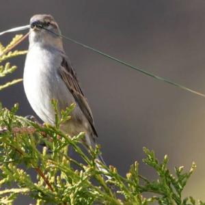 House Sparrow