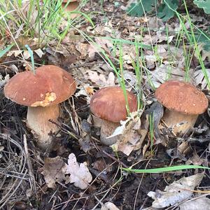 Summer Bolete