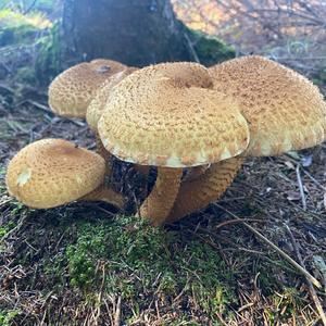 Scaly Pholiota