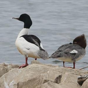 Common Merganser