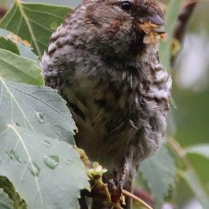 Common Redpoll