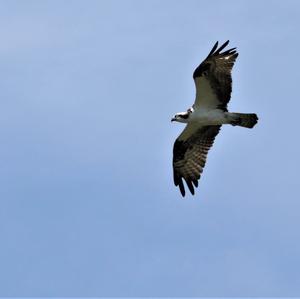 Osprey