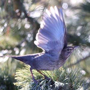 Eurasian Blackbird