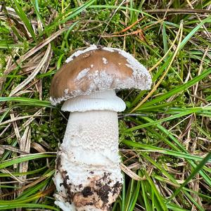 Stout-stalked Amanita