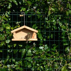 Cirl Bunting