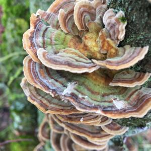 Turkey-tail