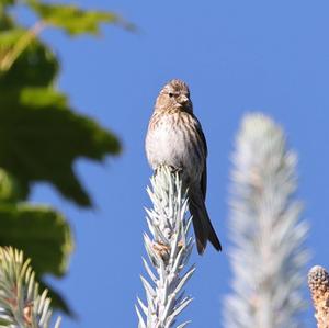 Eurasian Siskin