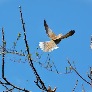 Eurasian Collared-dove