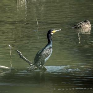 Great Cormorant