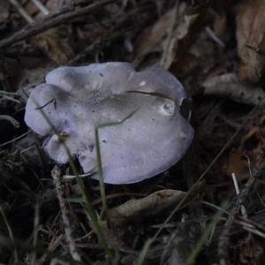 Wood Blewit