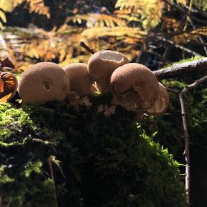 Stump Puffball