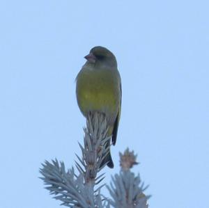 European Greenfinch