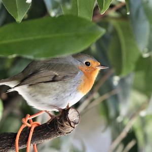 European Robin