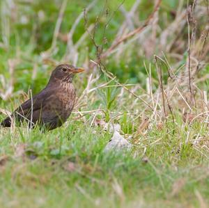 Eurasian Blackbird