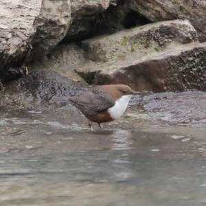 White-throated Dipper