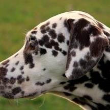 Dalmatian