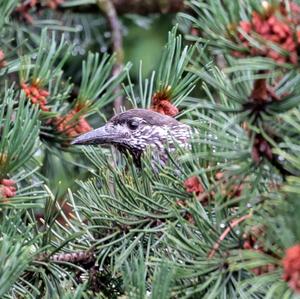 Spotted Nutcracker