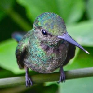 Steely-vented Hummingbird