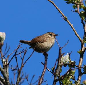 Winter Wren