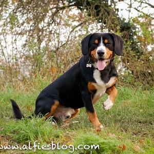 Entlebucher Mountain Dog