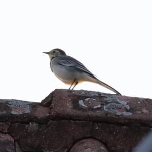 White Wagtail