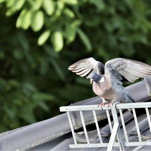 Common Wood-pigeon