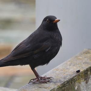 Eurasian Blackbird